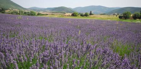Lavanda fresca en el Parc de les Olors de Taradell