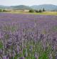 Lavanda fresca en el Parc de les Olors de Taradell