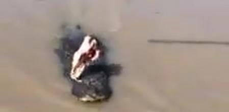 Brutus Vs Dominator: Dos cocodrilos enormes se pelean delante de unos turistas