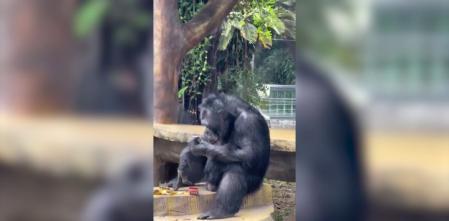 Ver para creer: captan a un gorila fumando en un zoológico