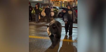 Sorpresa salvaje en Navidad: un oso irrumpe en pleno desfile
