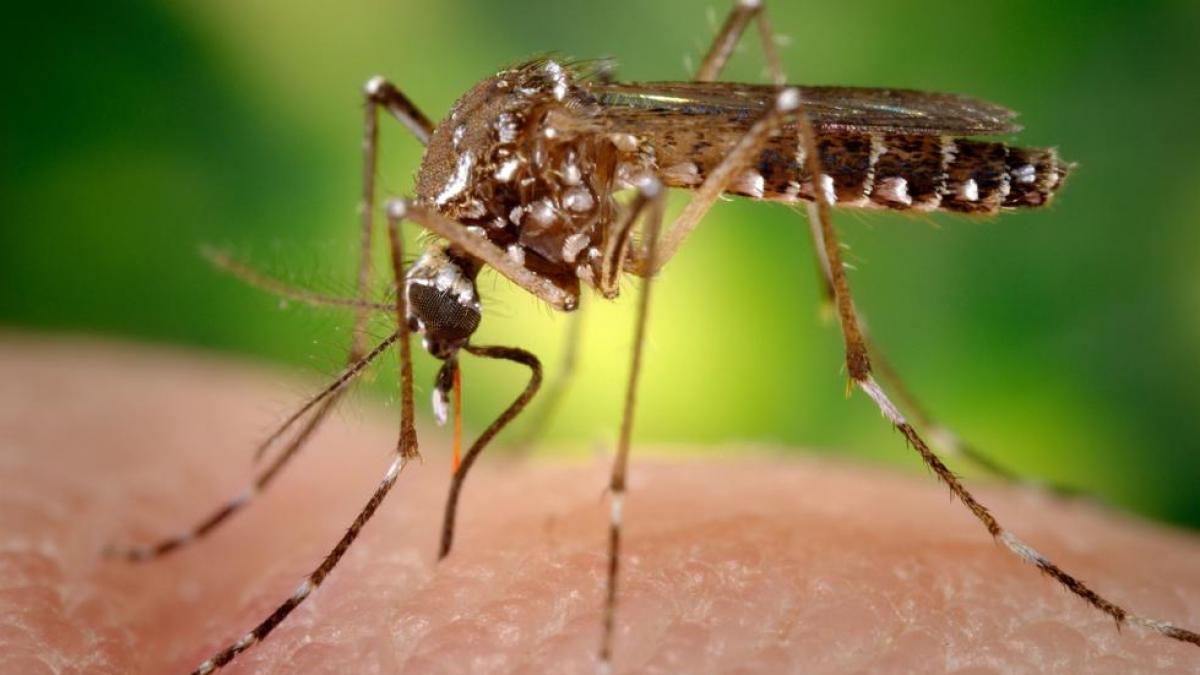 La increíble medida que pone en marcha Brasil para combatir el dengue: ¡La mayor fábrica del mundo!