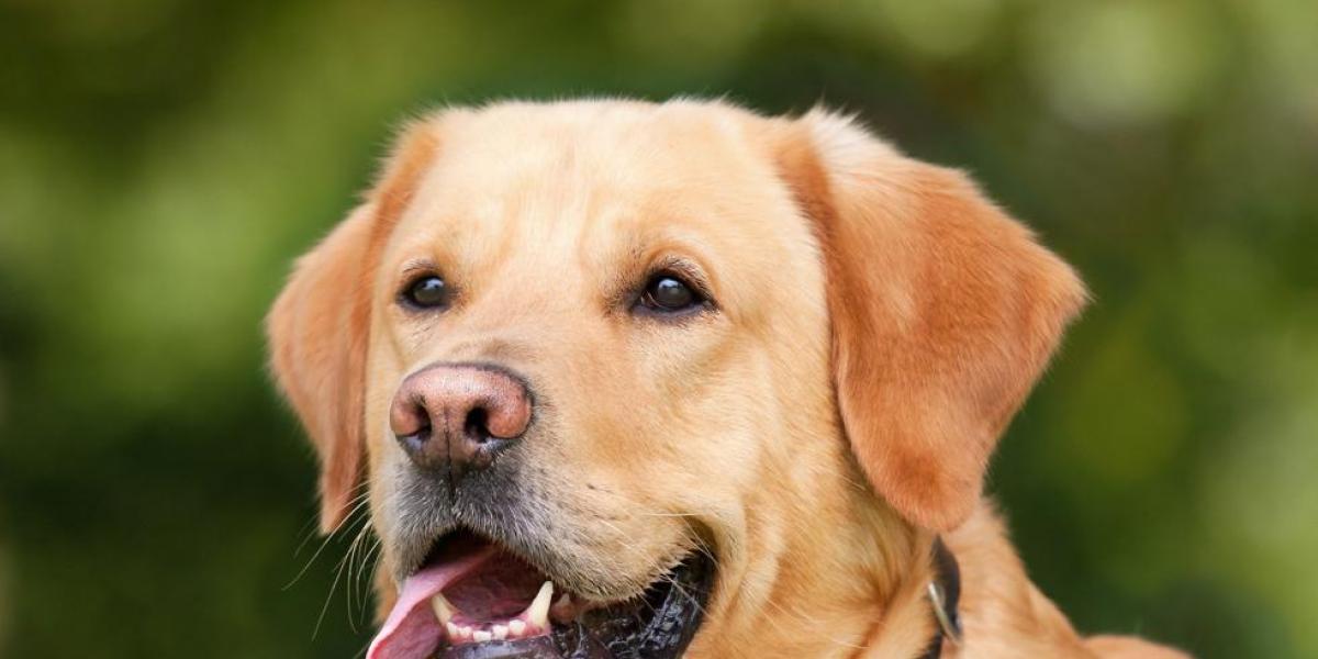 Nuestra mascota podría dar positivo en coronavirus tras hacerse una prueba de antígenos