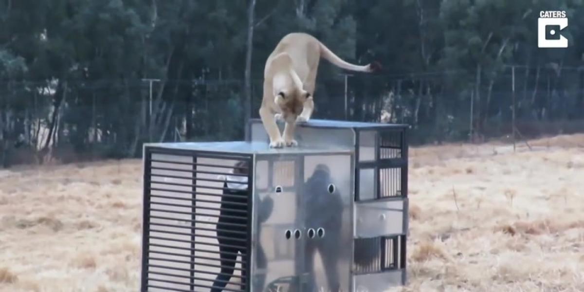 Llegan los zoos inversos: encierran a los visitantes en jaulas