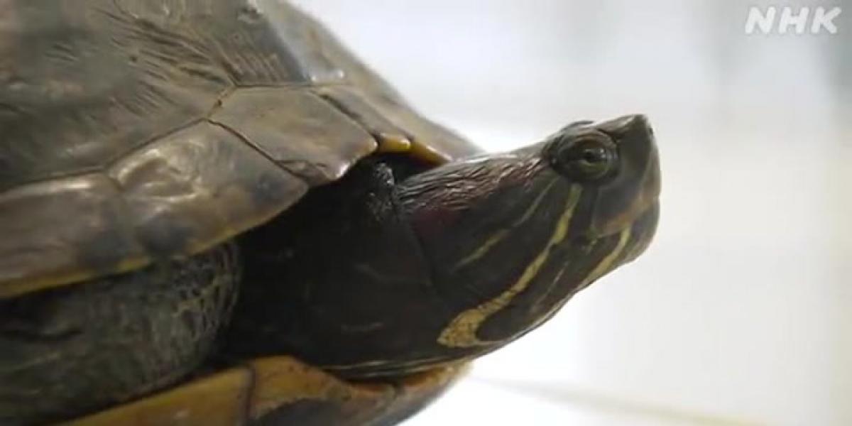 Una tortuga detiene el tráfico aéreo en un aeropuerto de Japón