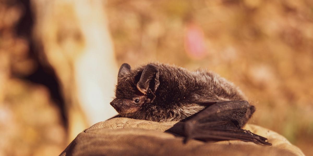 Alerta por esta nueva variante de coronavirus: todo lo que se sabe de NeoCov