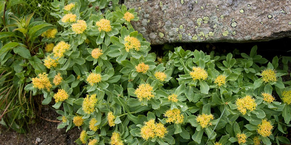 Rhodiola Rosea: propiedades y contraindicaciones para reducir la ansiedad de forma natural
