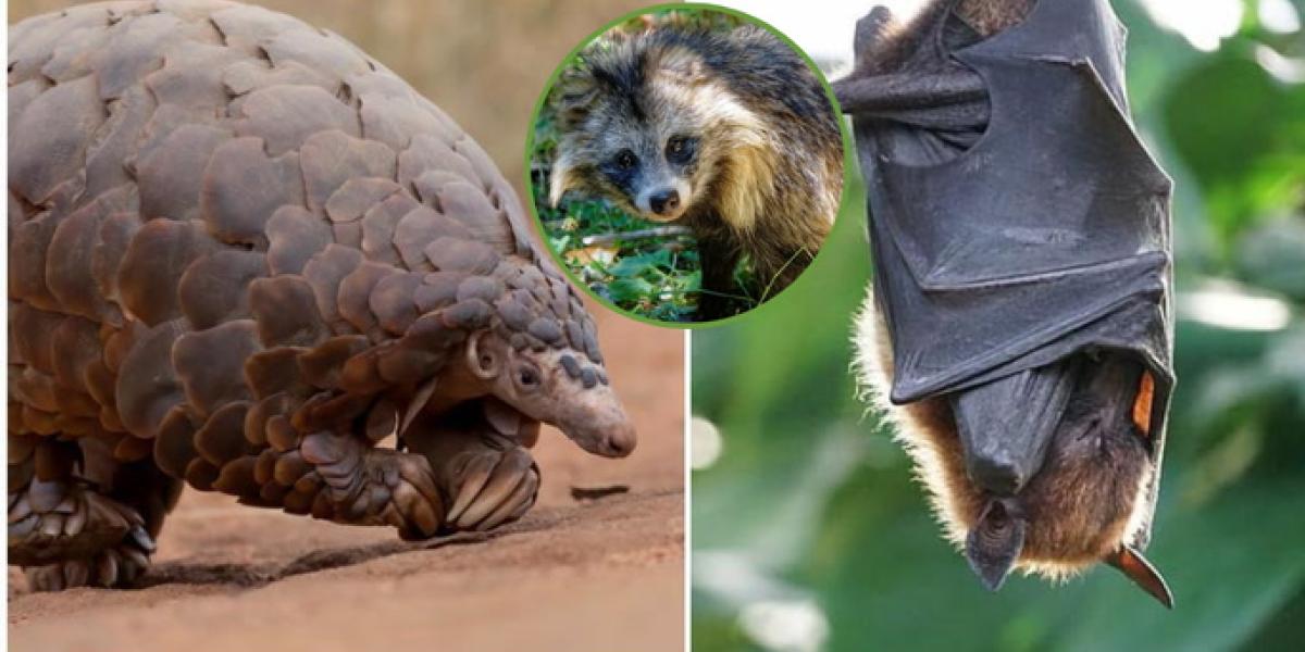 Según la OMS este fue el animal que originó la Covid-19: ni el pangolín ni el murciélago