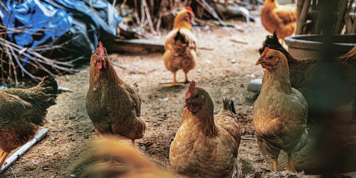 Violan brutalmente a 15 gallinas para después matarlas en una finca de Jaén