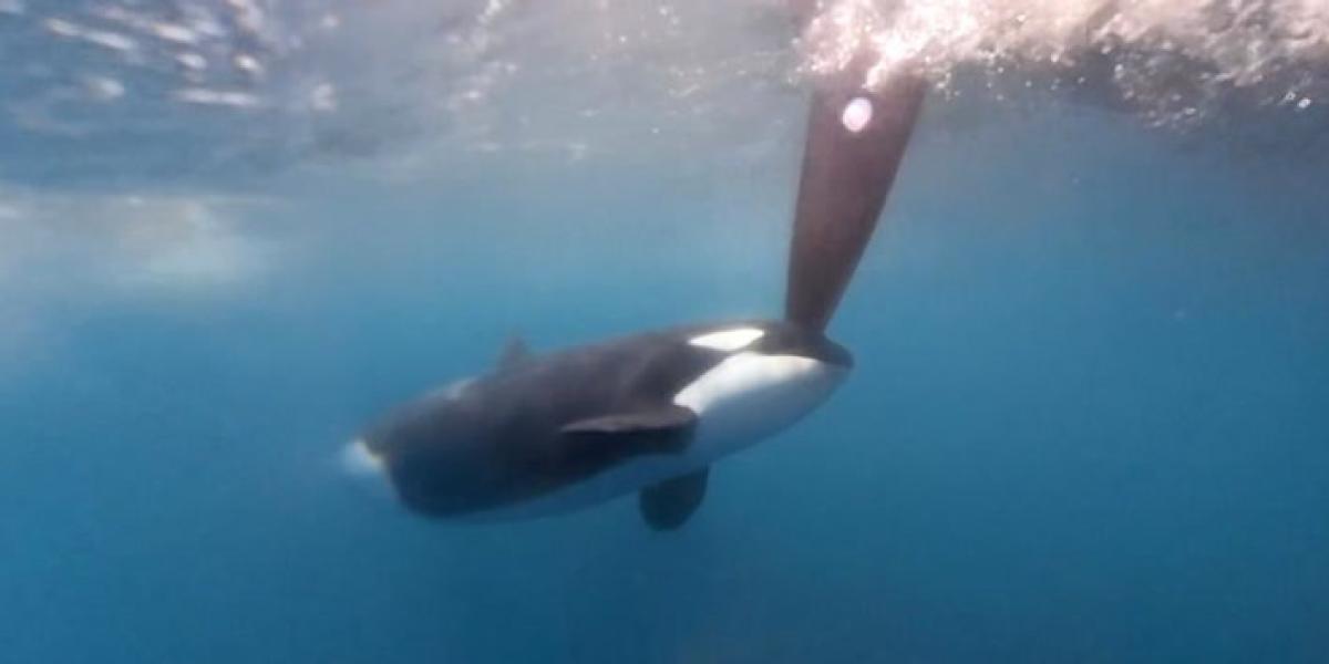 Las orcas atacan en el estrecho de Gibraltar a dos barcos de la flota