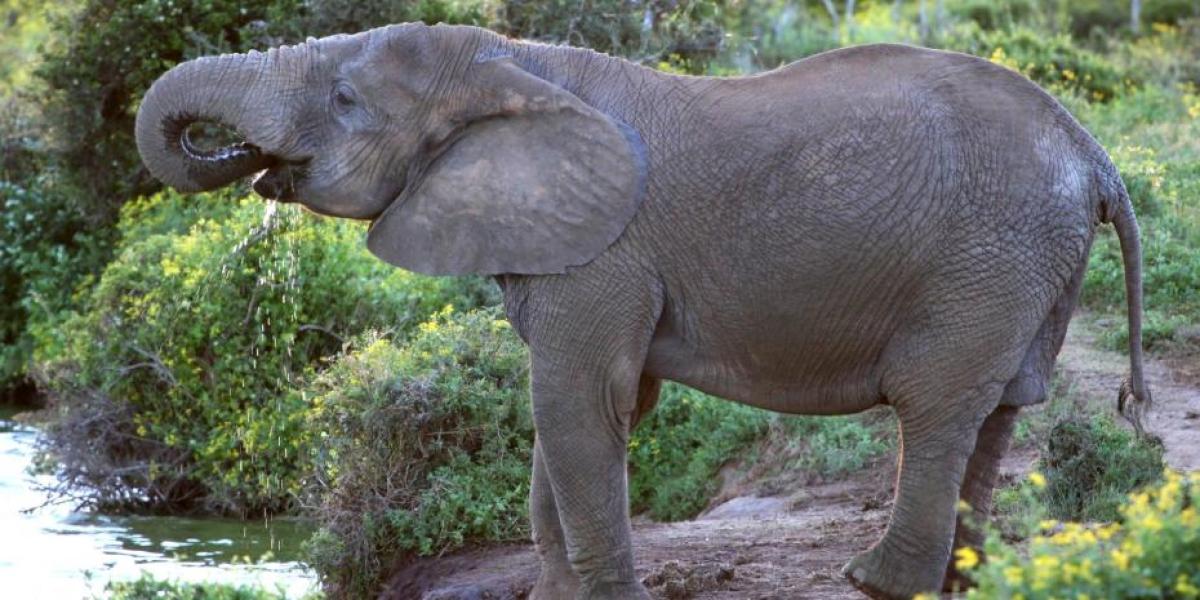 Este viajero desvela dónde hacer un safari si solo pudieras hacer uno en la vida: no es ni Kenia ni Tanzania