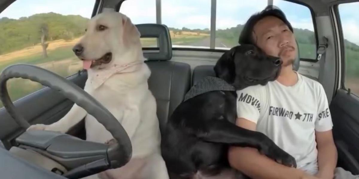 Las redes alucinan con el perro que va en coche y moto