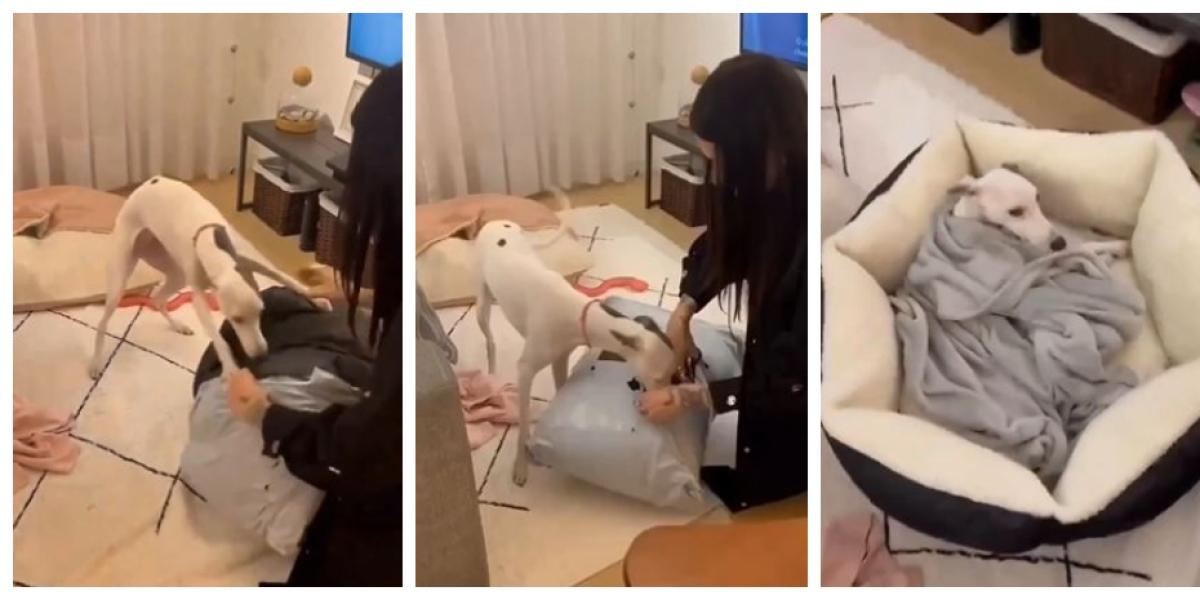 La efusiva reacción de un perrito al ver su regalo de Navidad