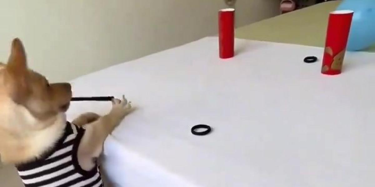 ¡Tiro con arco canino! Este perrito está listo para unas Olimpiadas perrunas