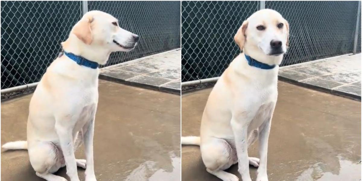 La inesperada reacción de este perro a la pregunta de su dueña: No me lo esperaba