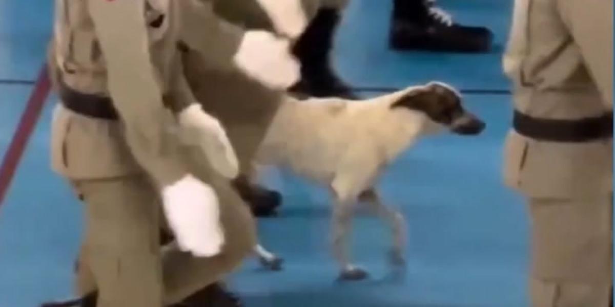 El perro que se infiltró en el ensayo de un desfile militar en Paraguay