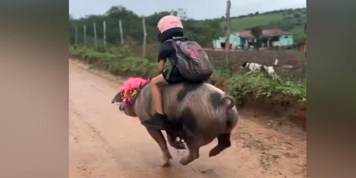 El niño brasileño que es viral por ir al cole montado en cerdo
