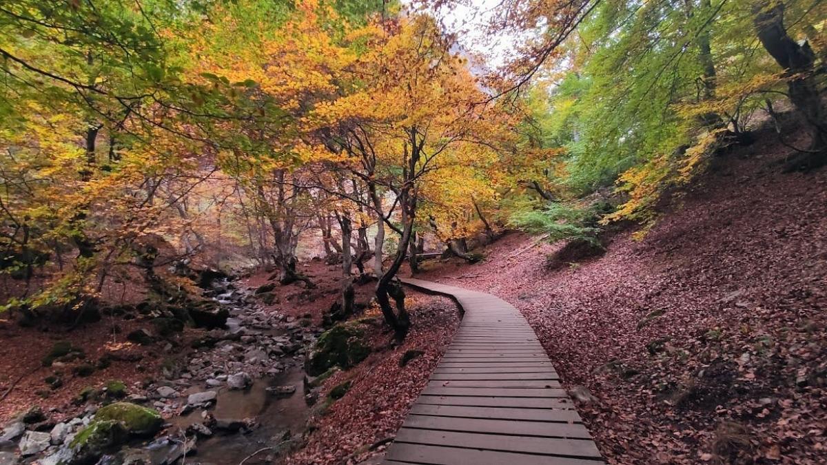 La ruta más misteriosa del norte de España recorre un bosque de cuento donde se esconde Fagus, un haya centenaria rodeada de leyendas y fantasía
