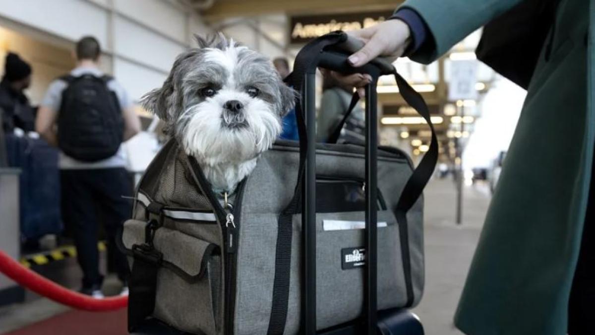 El Tribunal de Justicia Europea lo afirma: los animales se equiparan al equipaje en los vuelos, también en caso de pérdida o daños