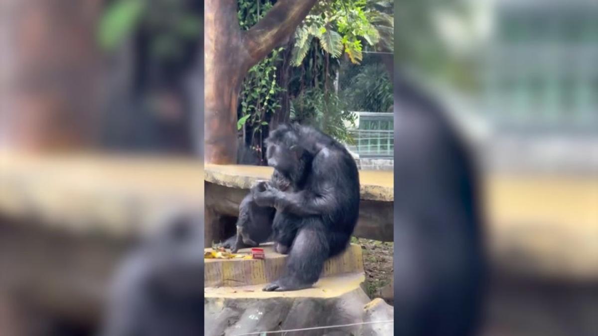 Ver para creer: captan a un gorila fumando en un zoológico